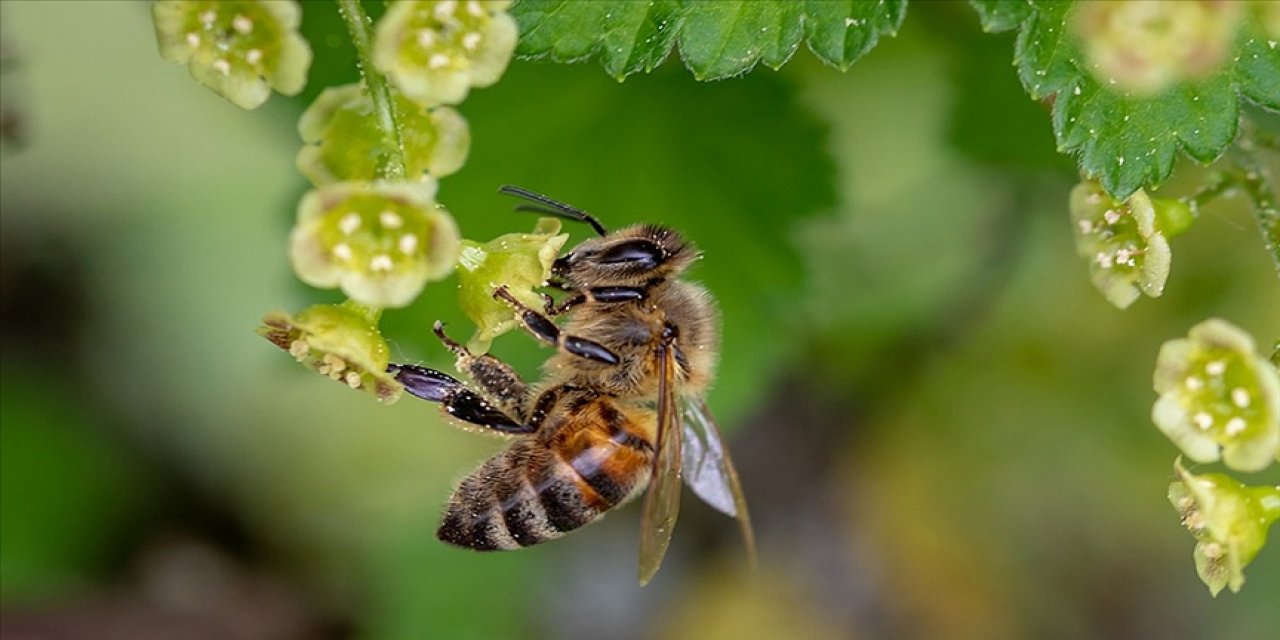 İklim Değişikliği Nedeniyle Arılar Kış Uykusundan Erken Uyandı
