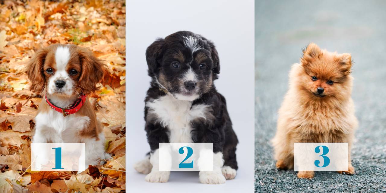 Kişilik Testi: Seçtiğiniz Köpek Yavrusu Ne Kadar Sadık Olduğunuzu Gösteriyor!