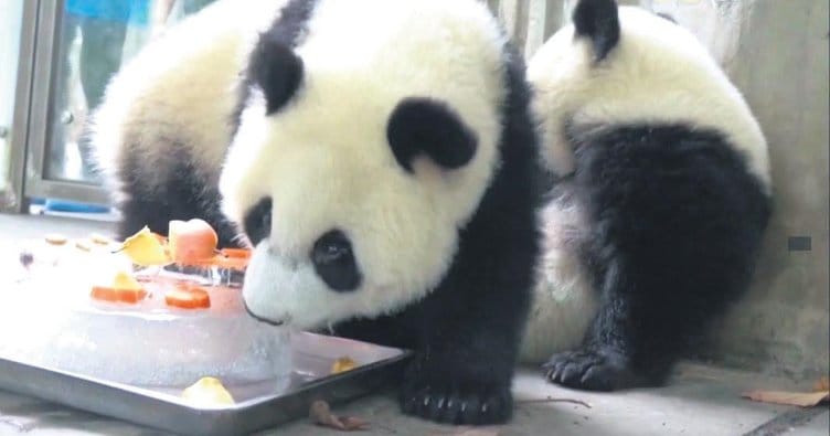 Bodrum Plajlarında Yeni Moda: Panda Menüsü