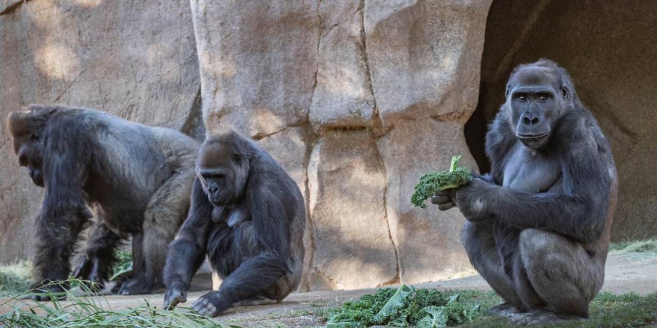Goriller Bağımlı Olunca, Hayvanat Bahçesi Ziyaretçilere Telefon Uyarısı Yaptı