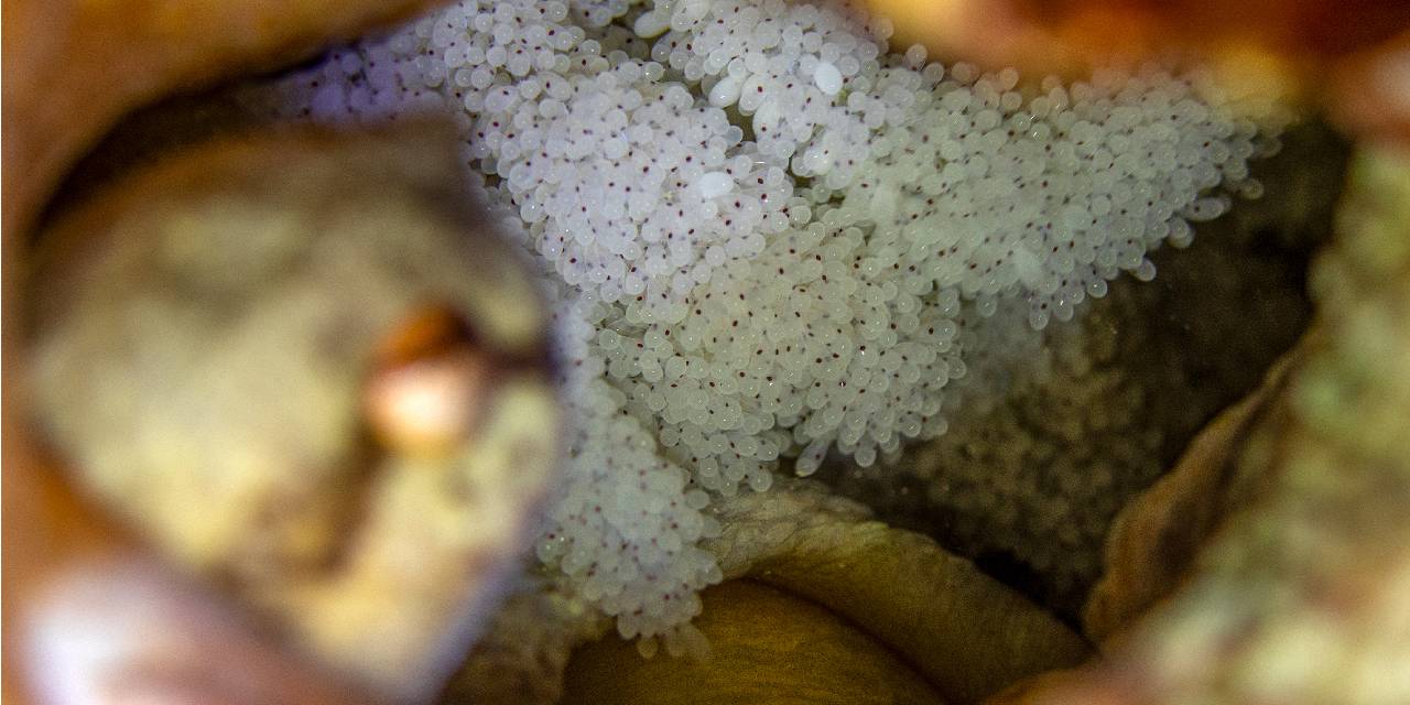 Ölümüne Nöbet! Avlanmak İçin Dışarı Bile Çıkmıyor... 50 Gün Yavrusunu Koruyup Hayata Veda Ediyor