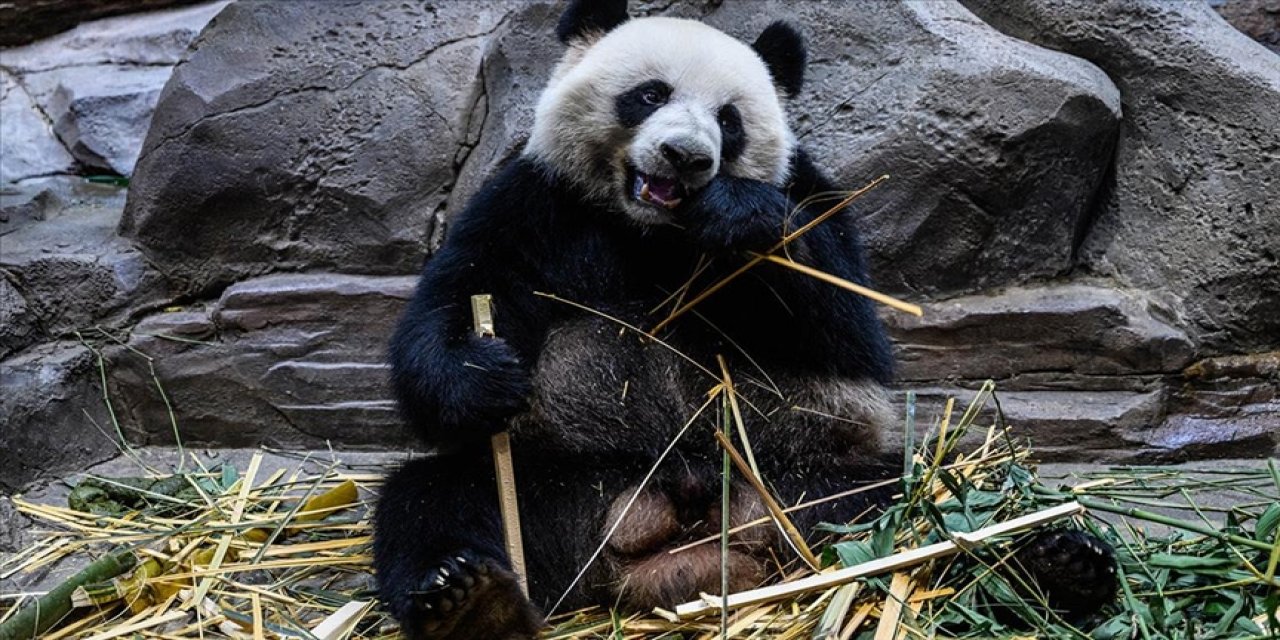 Güney Kore’de İlk Defa İkiz Panda Dünyaya Geldi