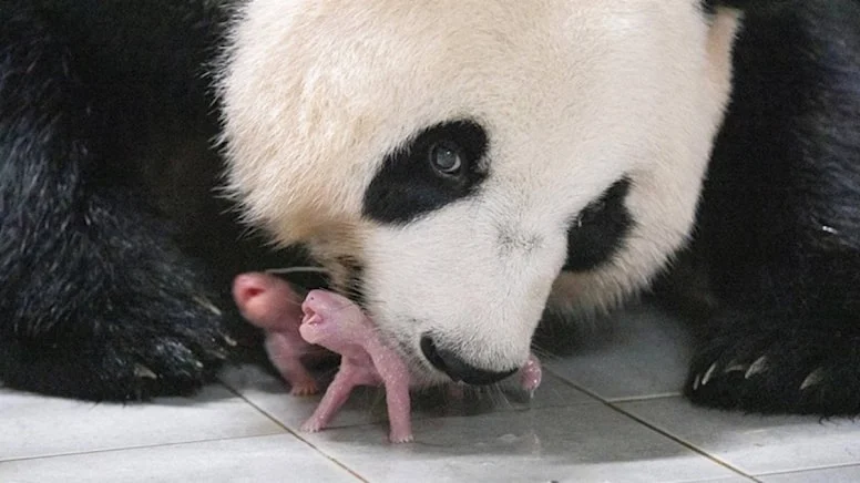 İlk Defa İkiz Panda Dünyaya Geldi