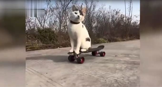 Kaykay kullanan kedinin görüntüleri viral oldu