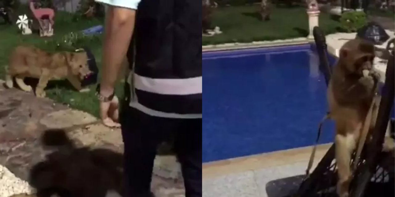 Baskın Yapılan Evde Aslan, Maymun, Piton Ele Geçirildi