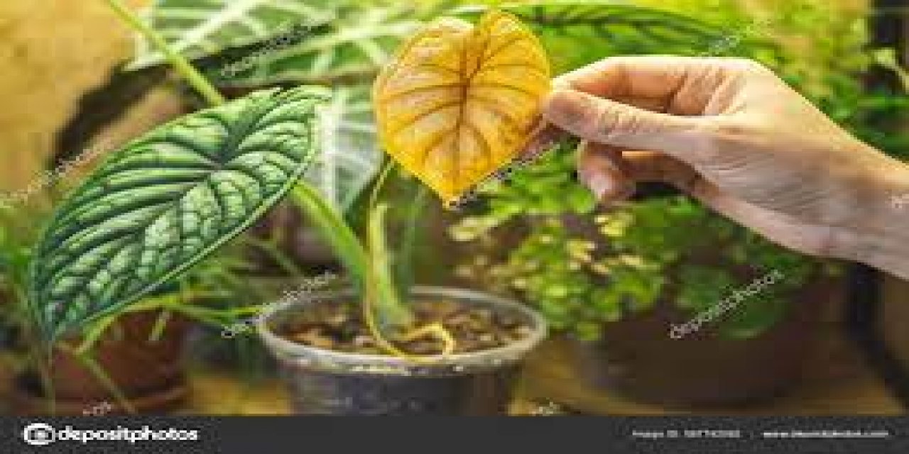 Yaprakların sararmaması için iç mekan bitkilerinin nasıl ve ne ile sulanması gerekiyor?