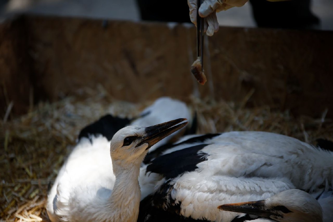 Antalya'daki "Leylek kreşi" ormanda bulunan 3 yavruya yuva oldu