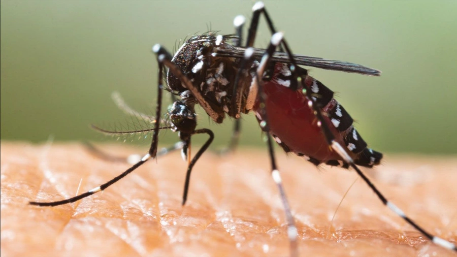 Kaşıntılı, ağrılı, kızarık... İşte kabusun nedeni!