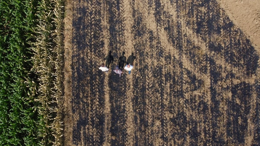 60 dönümlük araziyi küle çeviren neden şaşırttı!