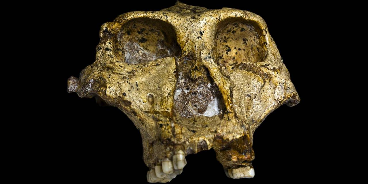 İnsan Soyuna Ait En Eski Genetik Veri Çıkarıldı