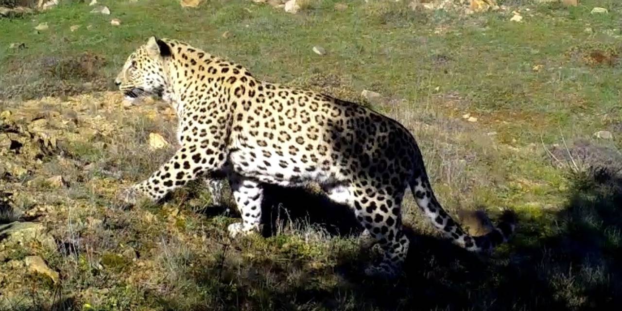 Anadolu Parsı avlayana 1,2 milyon TL ceza