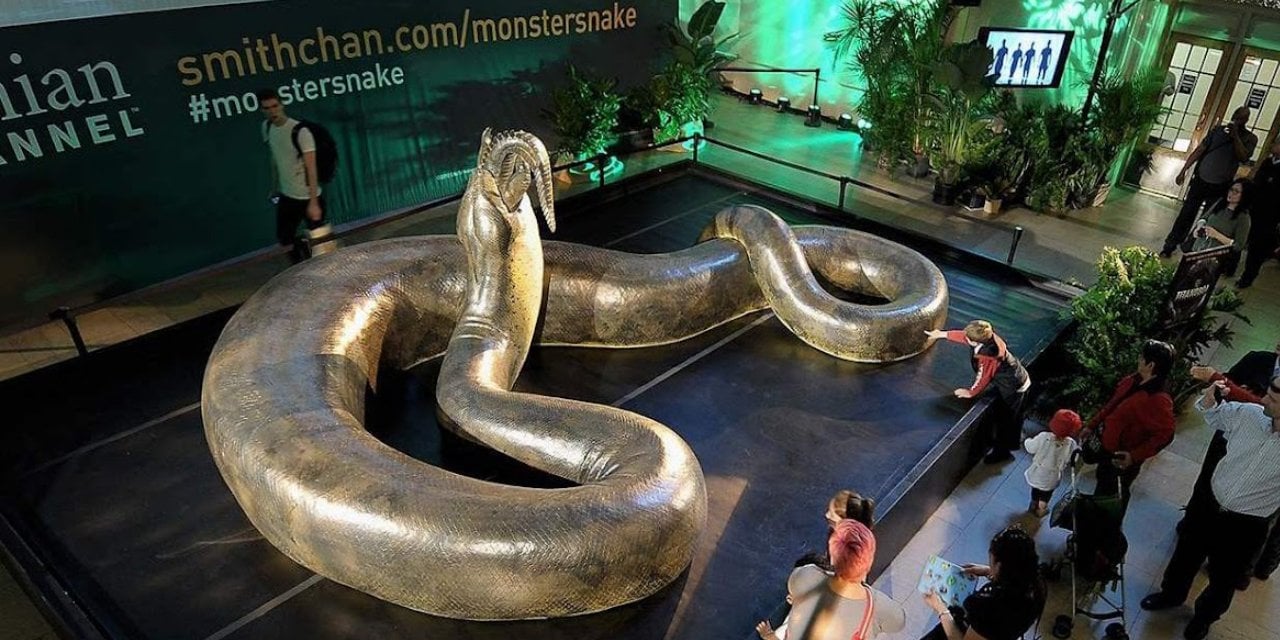 The Largest Snakes in the World: From Medusa the Netted Python to Titanoboa Cerrejonensis