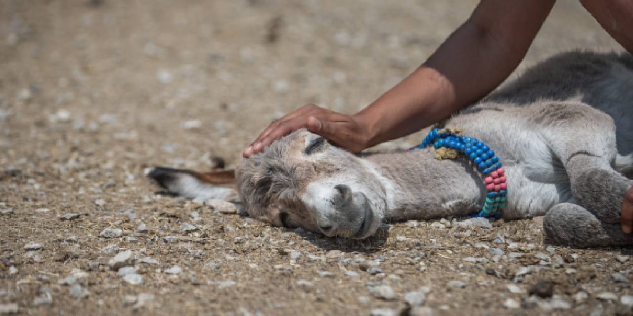 'Fıstık'ın Artık Yuvası Var