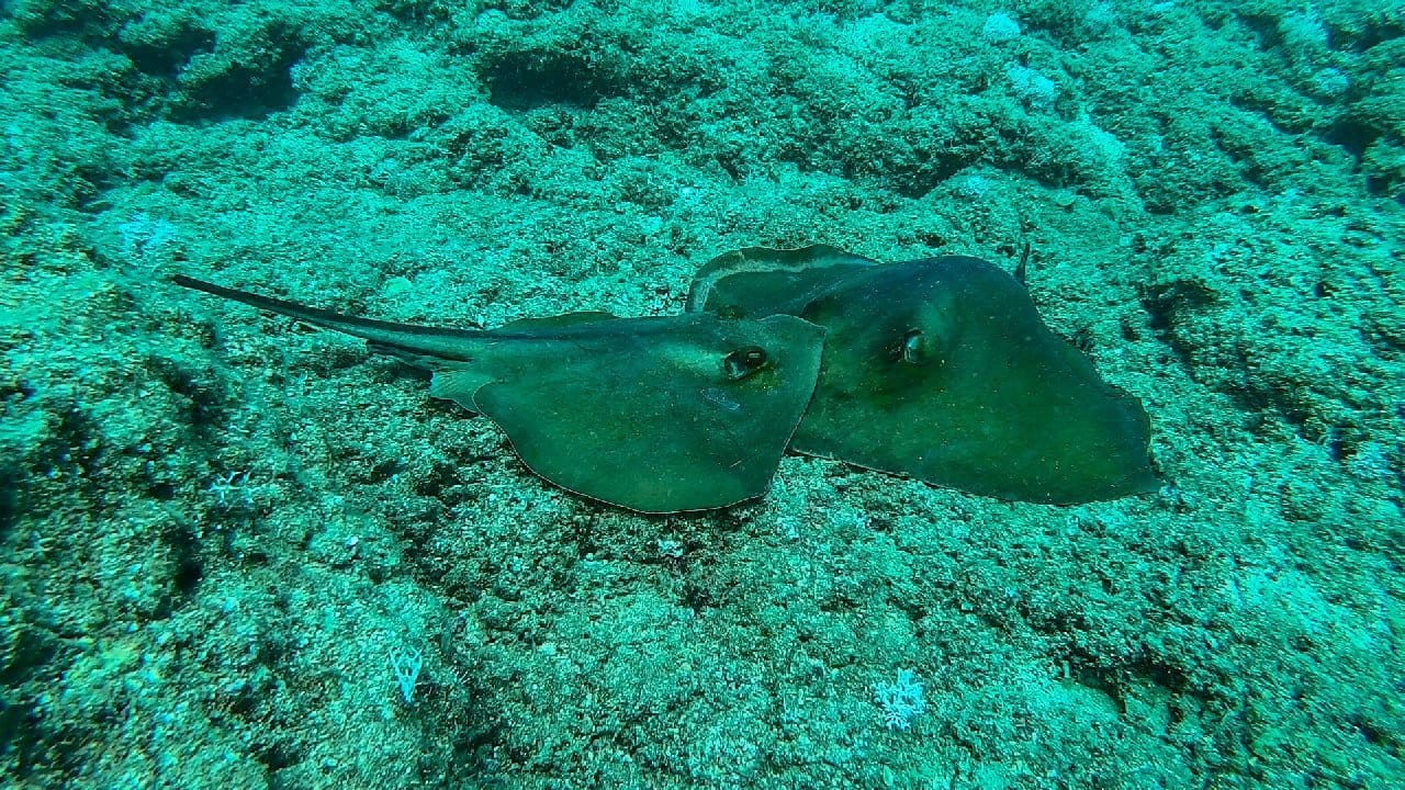 Nesli Tehlike Altındaki Vatozlar, Antalya'da Çiftleşirken Görüntülendi