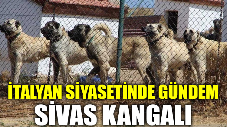 İtalyan siyasetinde gündem Sivas Kangalı