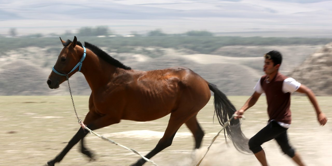 Türkmen Atları Yarım Milyona Satılıyor