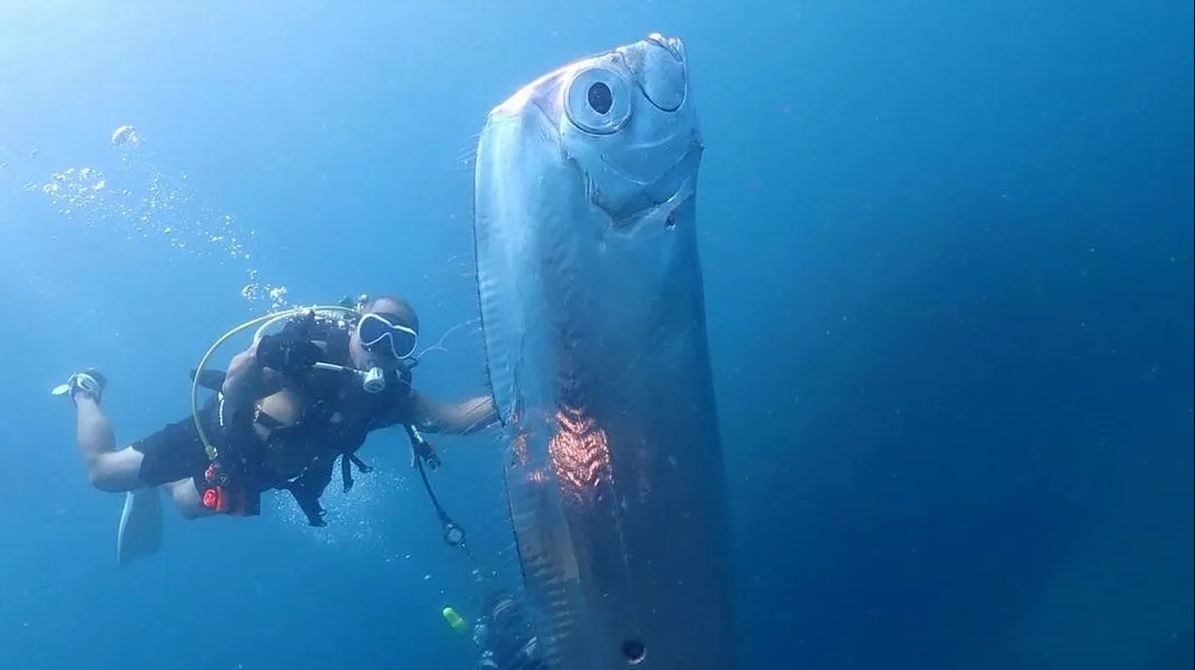 2 Metre Uzunluğundaki Balık Dehşete Düşürdü! Deprem Habercisi Mi?