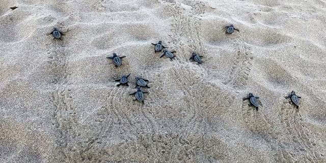 Yılın İlk Yavruları Denizle Buluştu