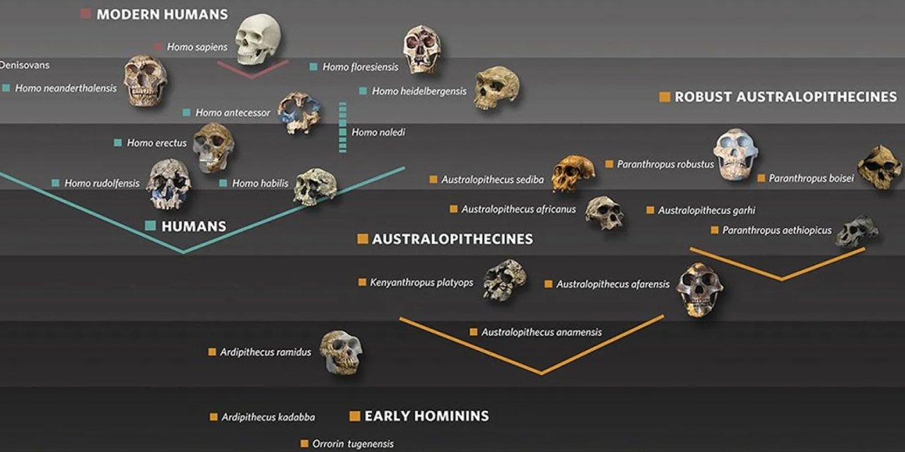 Tüm insanlık tek bir ülkeden geliyormuş! En büyük soy ağacı ortaya çıkarıldı...