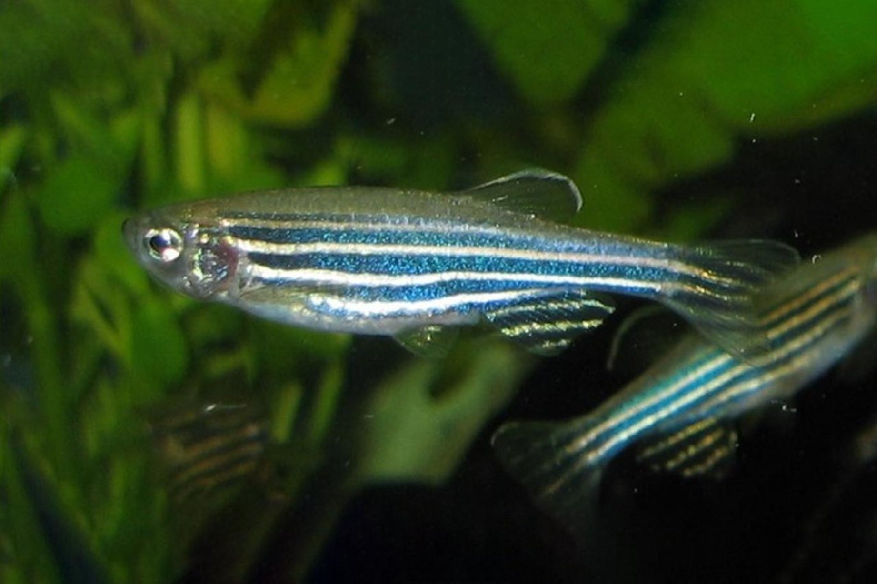 Suyun dışında da nefes alabilen balık keşfedildi