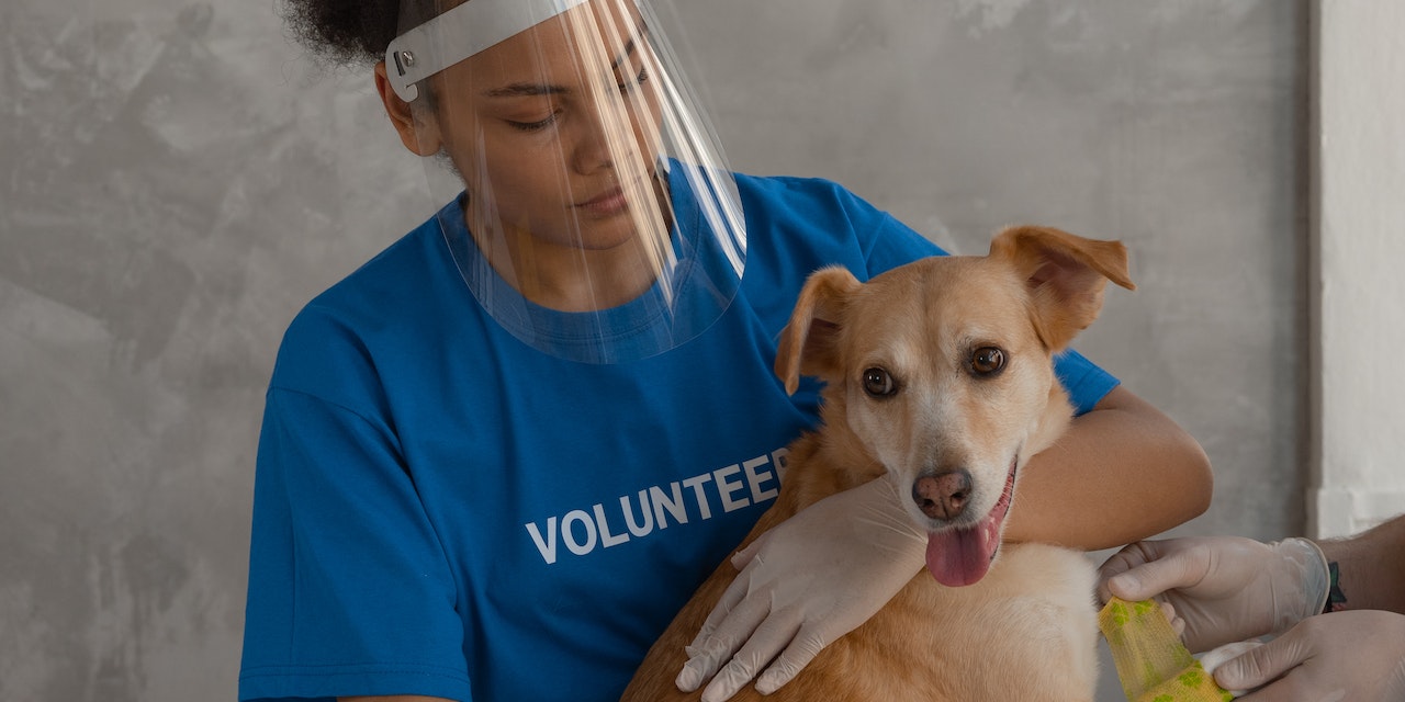 İnsanlardan Çok Daha Farklı Belirtiler Gösteriyorlar! Köpeklere Koronavirüs Bulaşırsa Ne Olur?