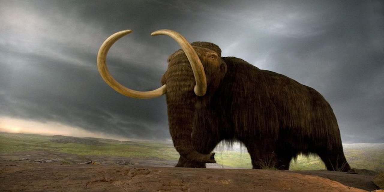 Tam 450 Bin Yıllık! 'Yaşamış En Büyük İkinci Mamut'un Çok İyi Korunmuş Dişi Bulundu...