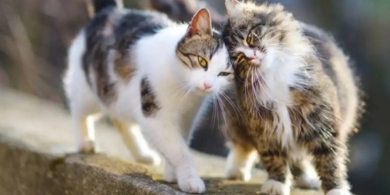 Kedisi Olanlarla İlgili Çarpıcı Araştırma