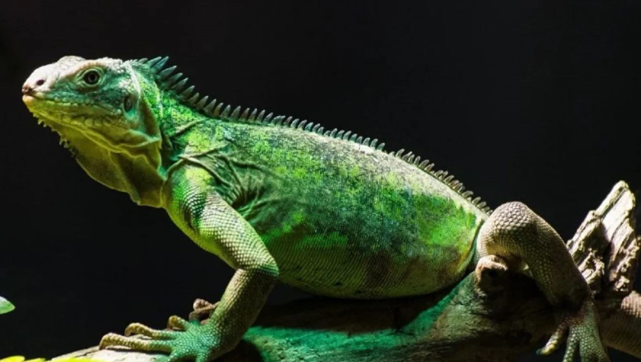 Bukalemun Hastalığı Olarak Bilinen SİE-D, Bel Fıtığıyla Karıştırılıyor