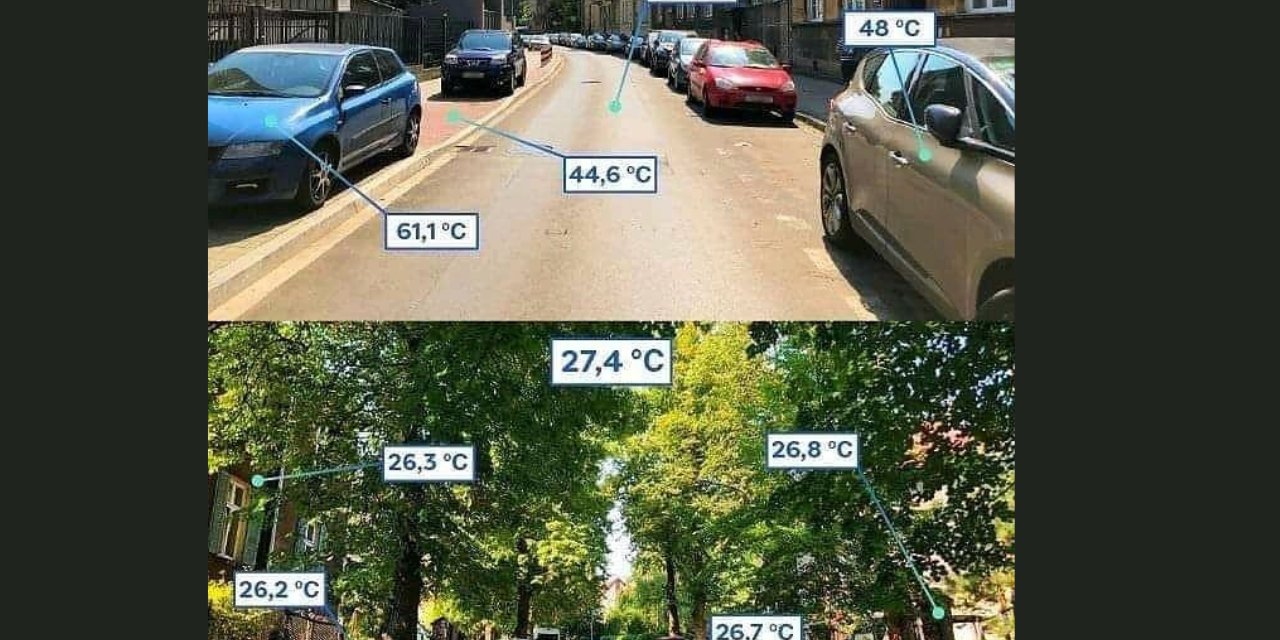 Ağaçlar Hava Sıcaklığını Nasıl Etkiler? Sosyal Medyada Paylaşılan O Görsel Gerçeği Gözler Önüne Serdi