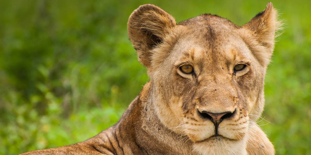 Berlin'de aslan paniği! Polisten uyarı: Evinizden çıkmayın