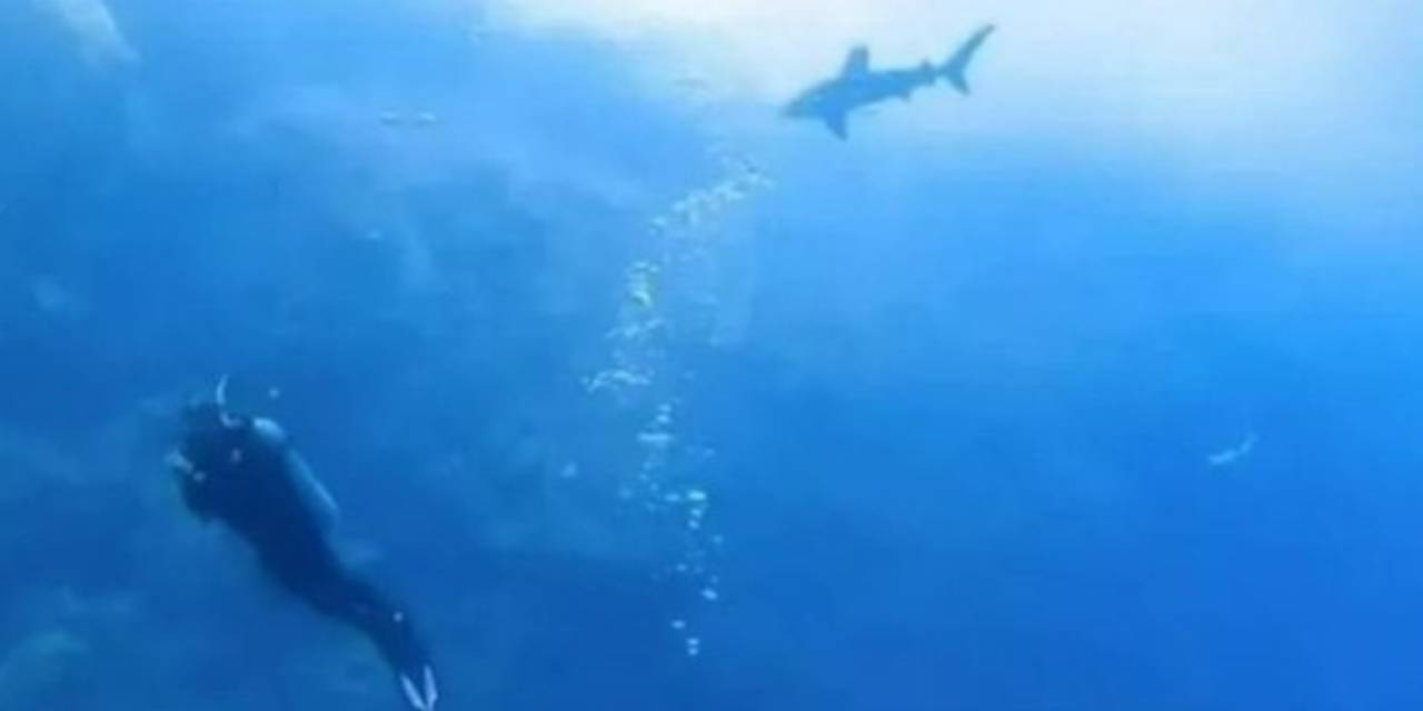 Bir Anda Ortaya Çıkıp Dalgıcı Bacağından Yakaladı! Köpek Balığı Saldırısını Kamera Böyle Kaydetti