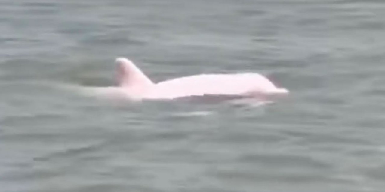 Pembe Yunus Viral Oldu