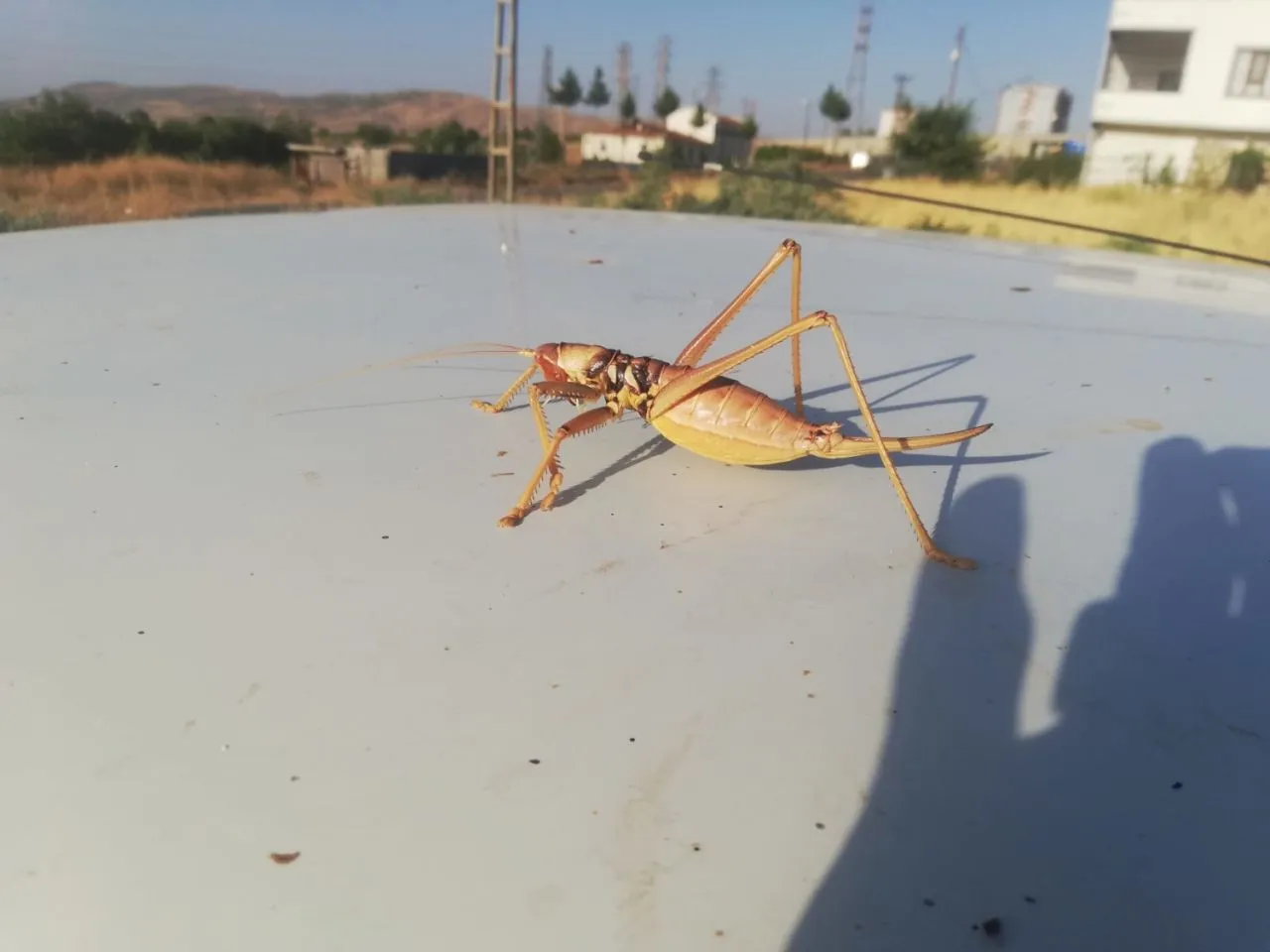 Batman'da dev etçil çekirge