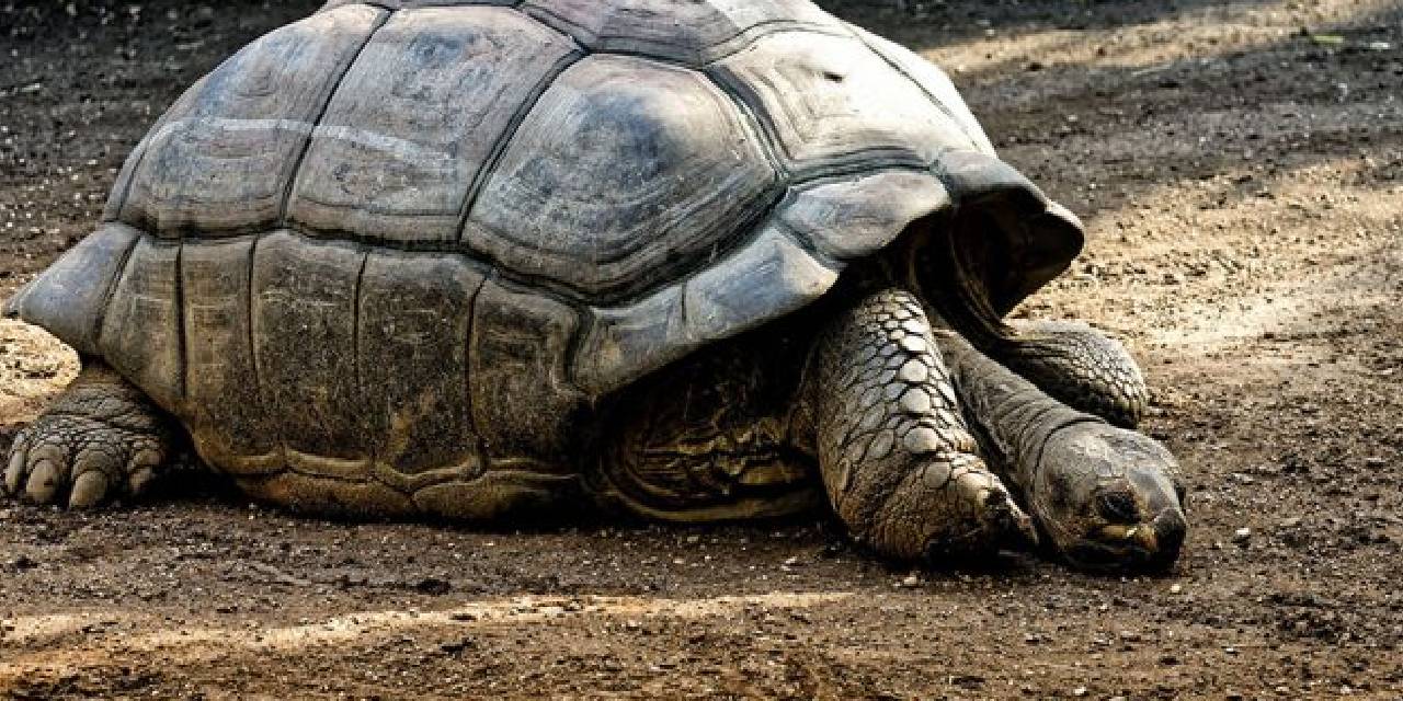 'İklim değişikliği nedeniyle dişi kaplumbağalar çiftleşecek erkek bulamayacak'