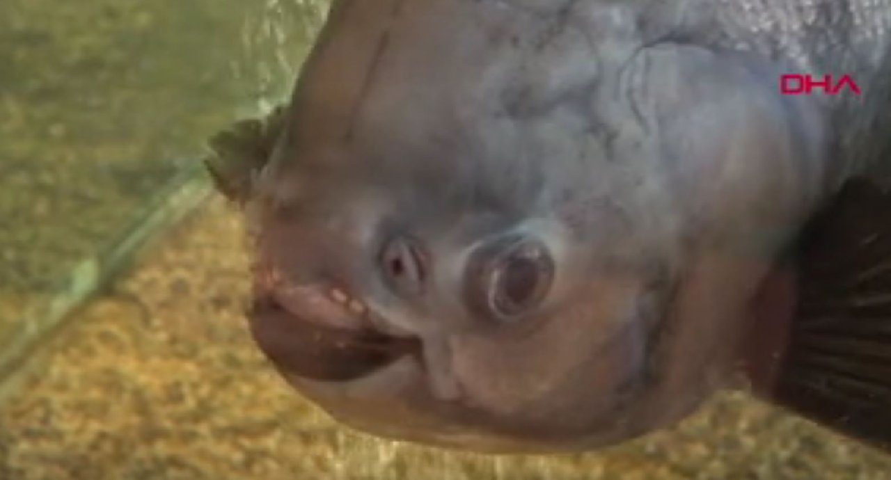 36 Yaşına Giren Erzurumlu 'Dadaş Pirana'ya Cağ Kebaplı Doğum Günü Kutlaması