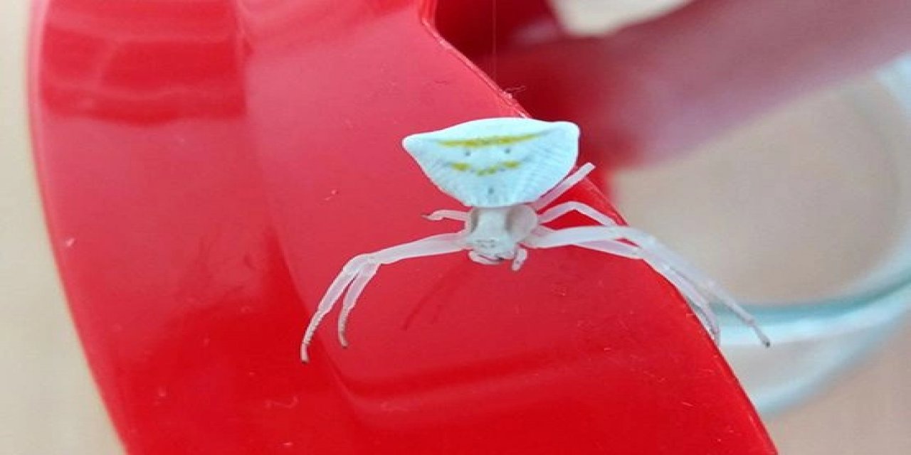 Görenler hem korkuyor hem hayrete düşüyor: Bu örümceğin yüzü insan gibi!