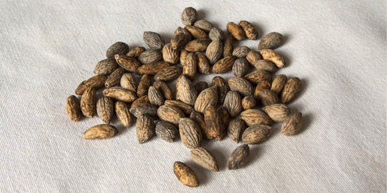 Zeytin çekirdeğinin inanılmaz faydası! Canan Karatay bile öneriyor: Sakın çöpe atmayın...