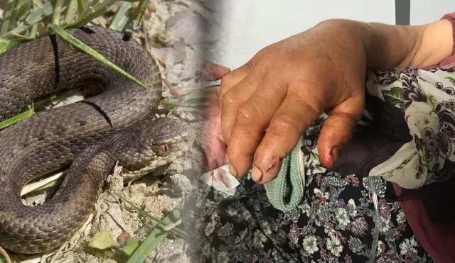 Yaz aylarında ortaya çıkıyor, gördüğünüz an kaçın: Yatalak olabilirsiniz