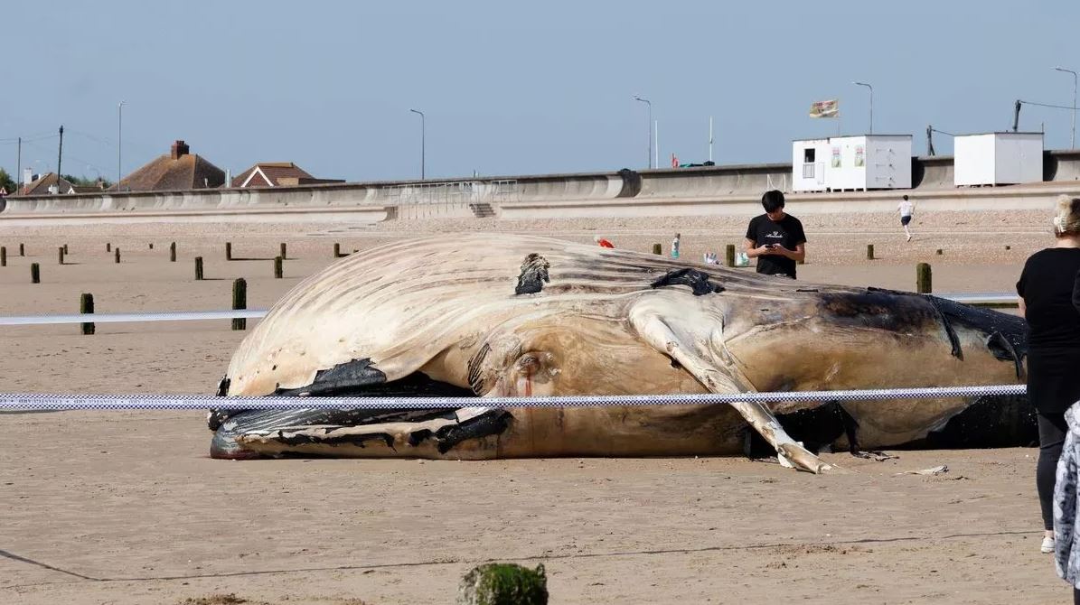 9 Metrelik Kambur Balina Sahile Vurdu! Yaklaşmayın Uyarısı Yapıldı...