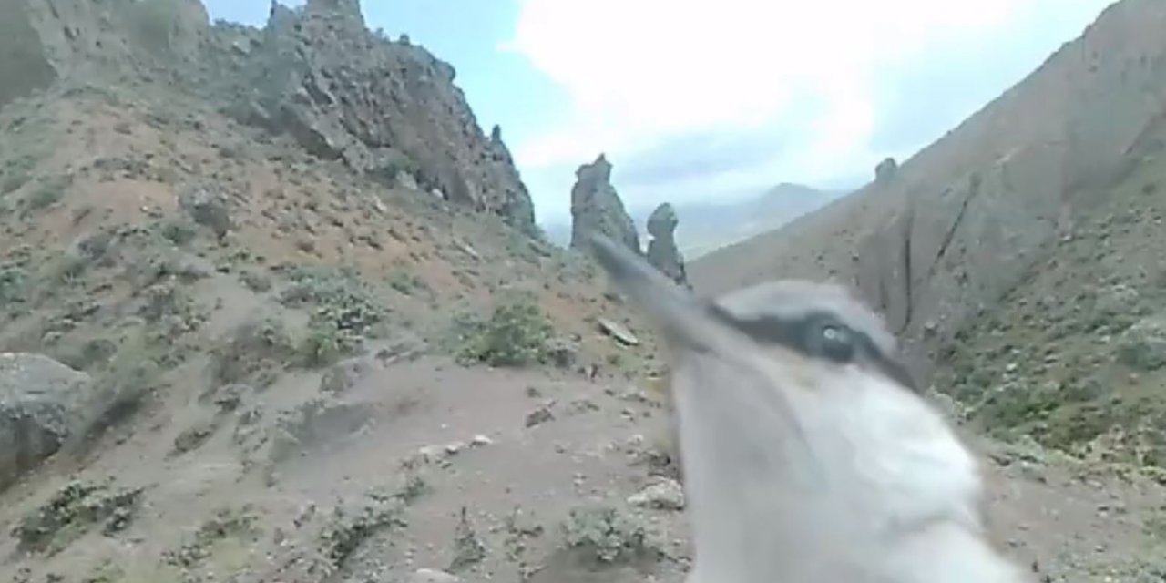 Kaya Sıvacısı, Fotokapanı Gagalarken Görüntülendi