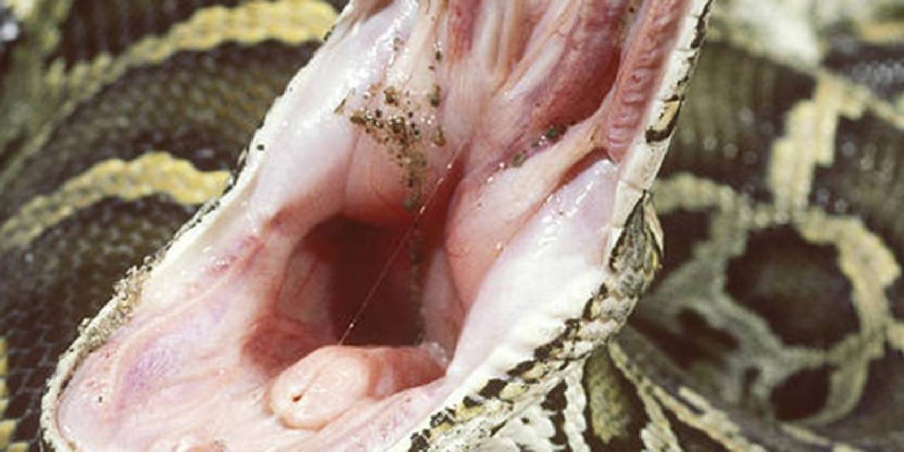 Dünyanın en vahşi yılanı avlandı! Kutulara sığmadı: Bir lokmada insanı yutar: Görüntüsü korkuttu