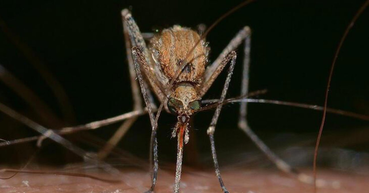 Sivrisinek ısırığıyla bulaşıyor! Tedavisi yok, vaka sayısı artıyor!