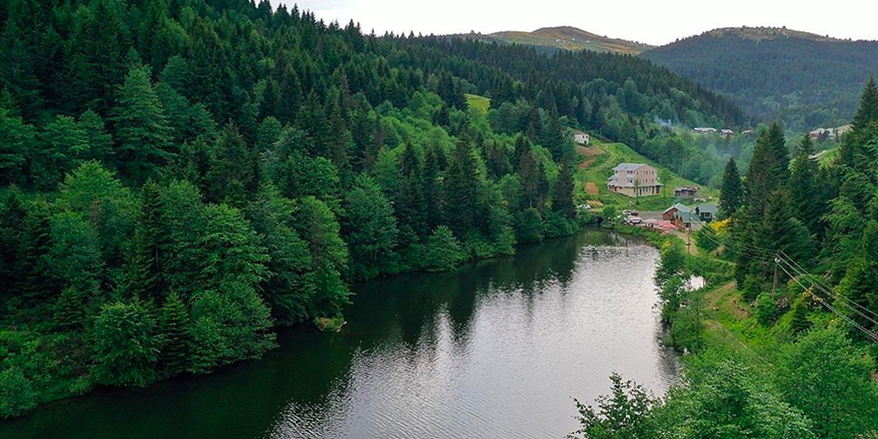 Karadeniz'de istila! Küçük kuşları, fareleri, hatta kedi yavrularını bile yutuyor