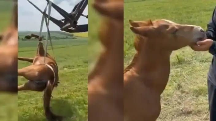 Tay önce ölen annesinin peşinden koştu, sonra da gözlerinden yaşlar aktı