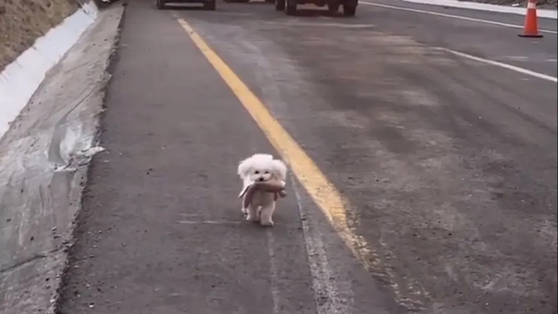 Trafik kazasından oyuncağı ile uzaklaşan yavru köpek viral oldu