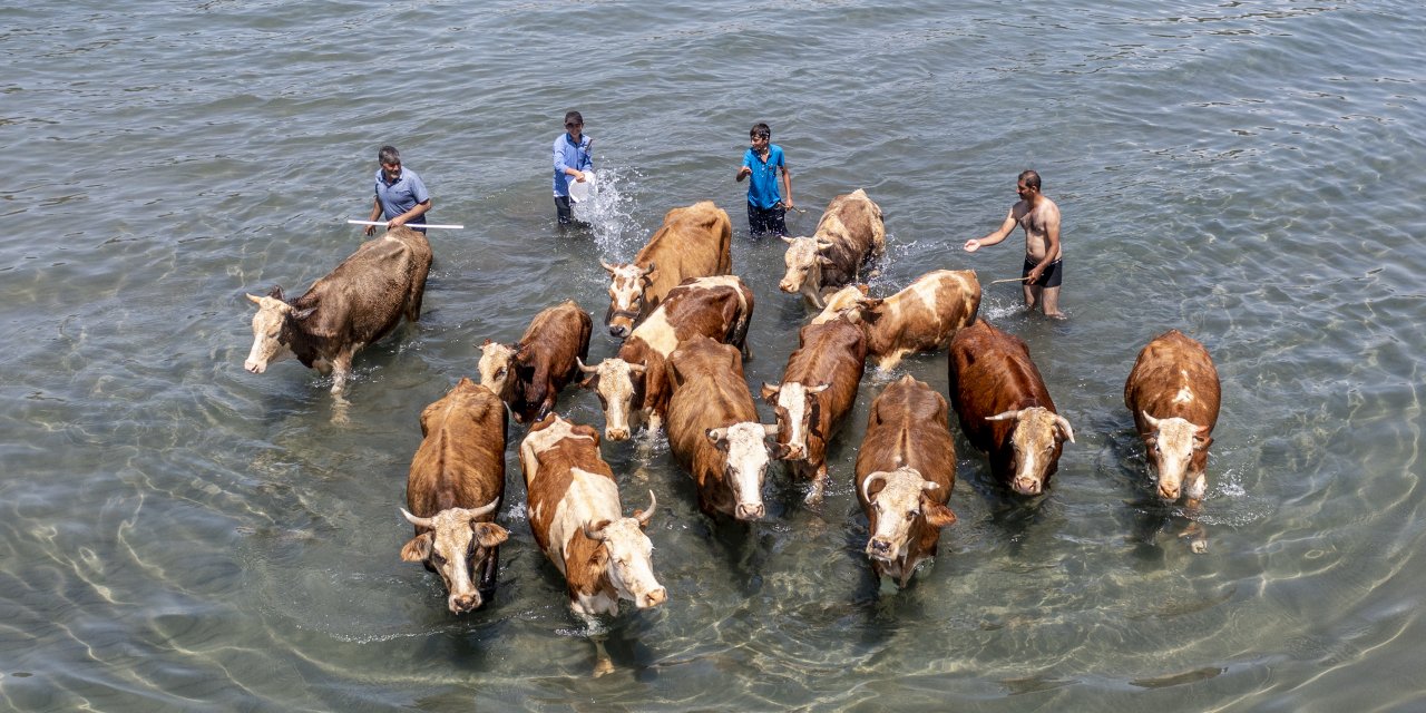 Sıcaktan Bunalan Hayvanlar Böyle Serinledi