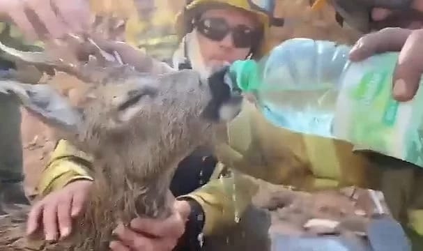 Rodos'taki yangından kurtarılan geyiğe su içirildiği iddiası