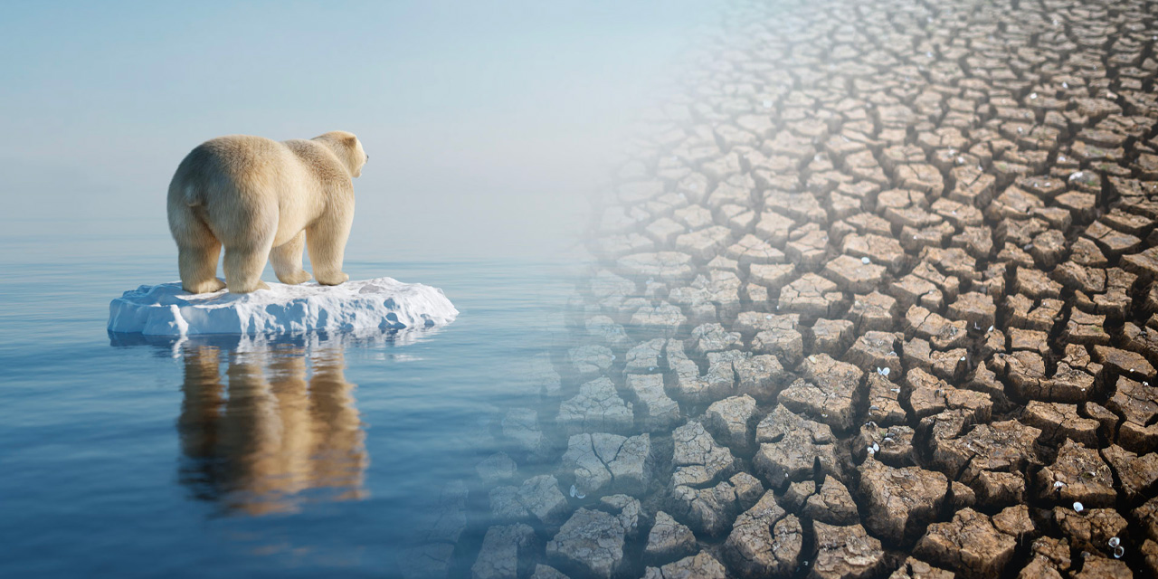 Dünya ölüyor! Artık yumurtalardan sadece dişi yavru çıkıyor...