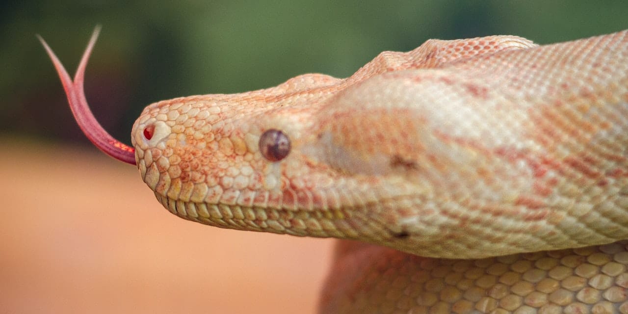 Yılan Yağı Gerçekten de Yılandan Mı Yapılır? Saç ve Sakal Uzatmada Etkili Midir?
