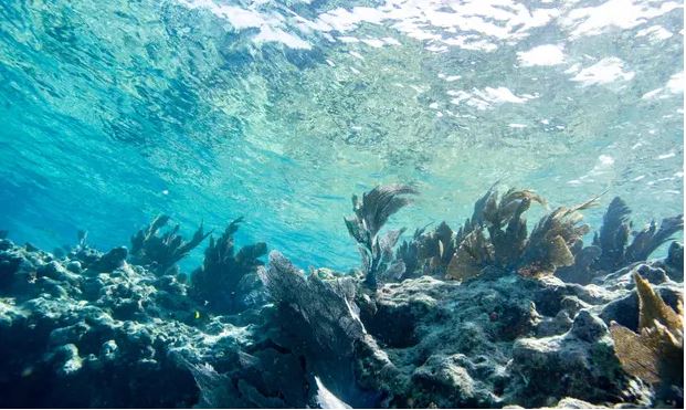 Florida'da Okyanus Jakuziye Döndü